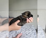 Puppy Puppy 4 German Shepherd Dog