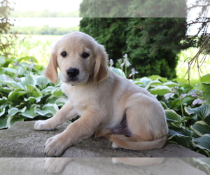 Golden Retriever Puppy for sale in SHILOH, OH, USA