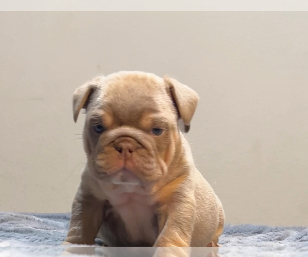 Medium Photo #2 English Bulldog Puppy For Sale in BAKERSFIELD, CA, USA
