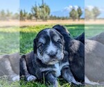 Puppy Pink Collar Australian Shepherd-English Cream Golden Retriever Mix