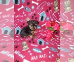 Puppy Luna Yorkshire Terrier