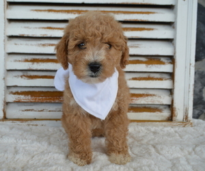 Poodle (Miniature) Puppy for sale in HONEY BROOK, PA, USA