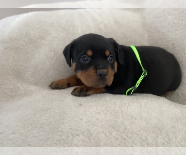 Medium Photo #9 Rottweiler Puppy For Sale in ELLENVILLE, NY, USA
