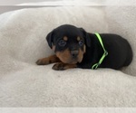 Small Photo #9 Rottweiler Puppy For Sale in ELLENVILLE, NY, USA
