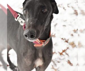 Greyhound Dogs for adoption in Grandville, MI, USA