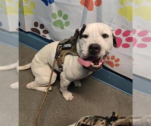Staffordshire Bull Terrier-Unknown Mix Dogs for adoption in Houston, TX, USA