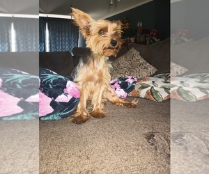 Father of the Yorkshire Terrier puppies born on 01/31/2025
