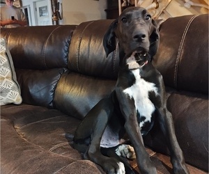 Great Dane Puppy for sale in MORRILL, ME, USA