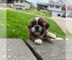 Maltese Puppy for sale in OMAHA, NE, USA