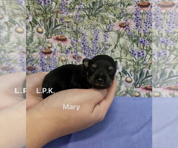 Medium Photo #2 Schnauzer (Miniature) Puppy For Sale in WINNSBORO, LA, USA