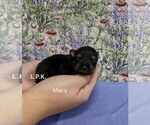 Small #1 Schnauzer (Miniature)