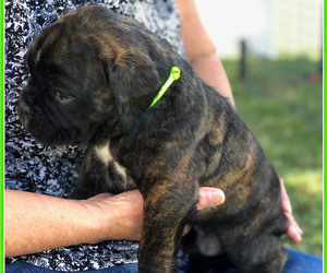 Boxer Puppy for sale in WILMINGTON, NC, USA
