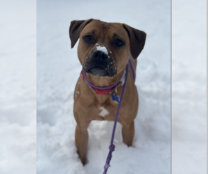 Josie - Female Labrador Retriever-Staffordshire Bull Terrier Mix Dog for Adoption - Photo #4