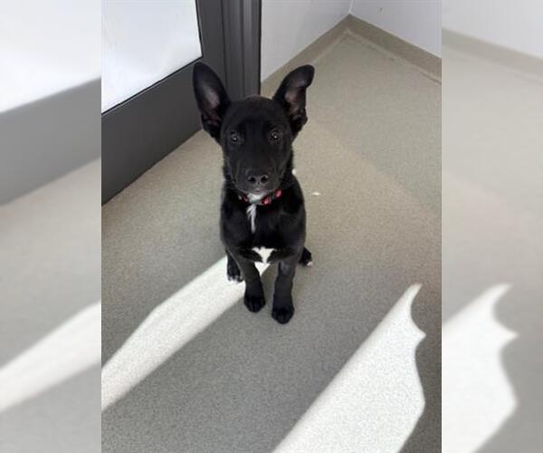 Medium Photo #2 German Shepherd Dog-Unknown Mix Puppy For Sale in San Martin, CA, USA