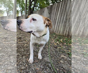 Spuds - Male American Staffordshire Terrier-Unknown Mix Dog for Adoption - Photo #4