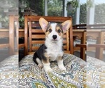Beckham - Male Pembroke Welsh Corgi Puppy for Sale - Photo #5