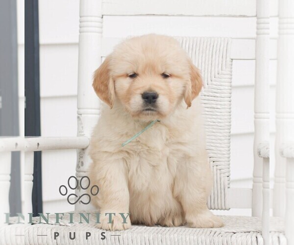 Medium Photo #1 Golden Retriever Puppy For Sale in COATESVILLE, PA, USA