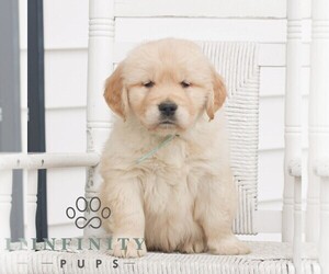 Golden Retriever Puppy for sale in COATESVILLE, PA, USA