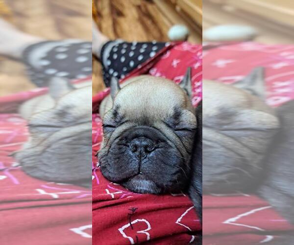 Medium Photo #4 French Bulldog Puppy For Sale in TUCSON, AZ, USA