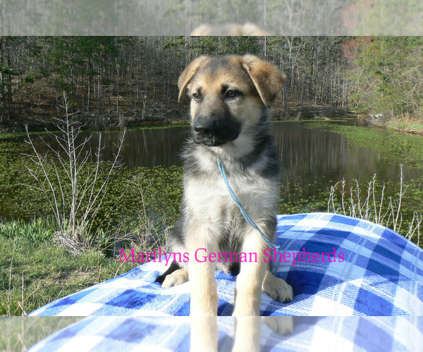 Medium Photo #5 German Shepherd Dog Puppy For Sale in PIEDMONT, MO, USA