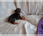 Puppy Alvin Miniature Pinscher
