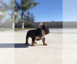 Small Photo #4 French Bulldog Puppy For Sale in BLOOMINGTON, CA, USA