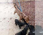 Small #7 American Bully