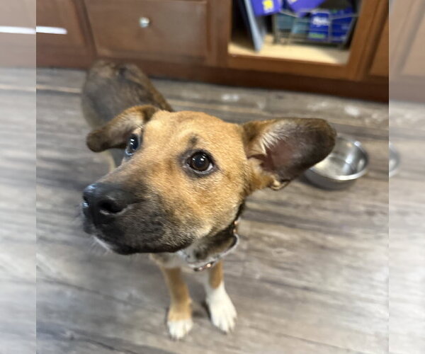 Medium Photo #6 Beagle-Unknown Mix Puppy For Sale in Brooklyn Center, MN, USA