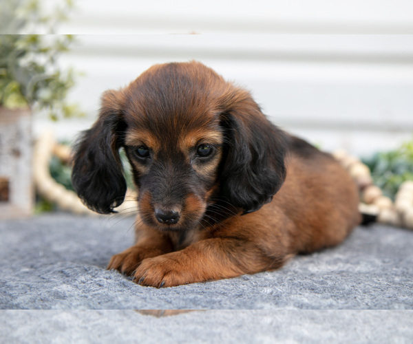 Medium Photo #13 Dachshund Puppy For Sale in ELIZABETHTOWN, PA, USA