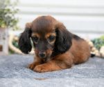 Small Photo #13 Dachshund Puppy For Sale in ELIZABETHTOWN, PA, USA