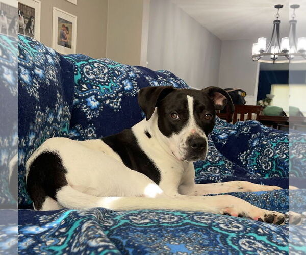 Medium Photo #2 Boxer-Unknown Mix Puppy For Sale in Columbus, IN, USA