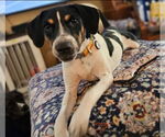 Small #4 Border-Aussie