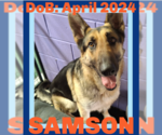 Small #1 German Shepherd Dog