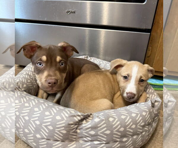 Medium Photo #9 Siberian Husky-Unknown Mix Puppy For Sale in Fargo, ND, USA