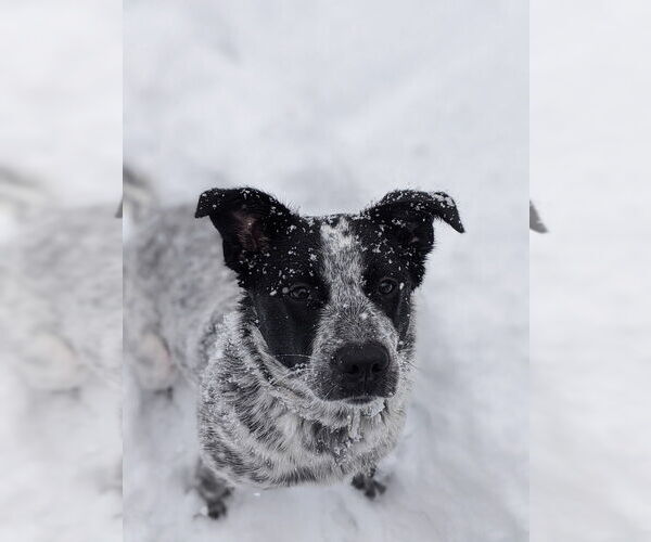 Medium Photo #3 Border Collie-Unknown Mix Puppy For Sale in Brewster, NY, USA