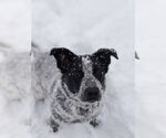 Small #2 Border Collie Mix