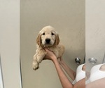 Puppy Captain Golden Retriever