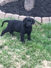 Labrador Retriever Puppy for sale in WAVERLY, OH, USA