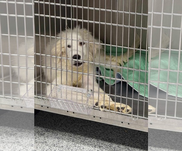 Medium Photo #3 Great Pyrenees-Unknown Mix Puppy For Sale in Woodbury, NY, USA