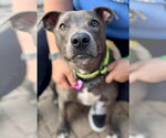 Small #1 American Pit Bull Terrier Mix