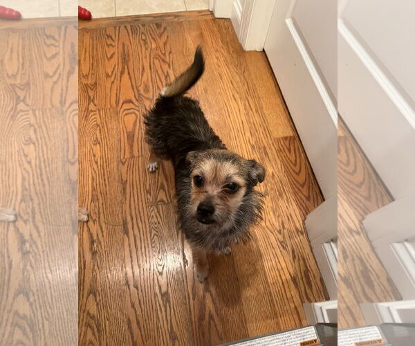 Medium Photo #4 Chihuahua-Unknown Mix Puppy For Sale in Plainfield, IL, USA