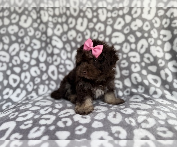 Medium Photo #6 Cock-A-Poo Puppy For Sale in LAKELAND, FL, USA