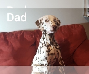 Father of the Dalmatian puppies born on 08/21/2021