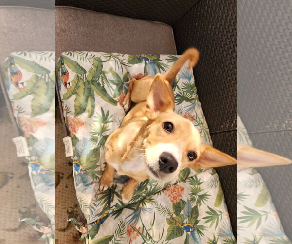 Medium Photo #2 Dachshund-Unknown Mix Puppy For Sale in Marine City, MI, USA