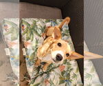 Small #1 Dachshund Mix