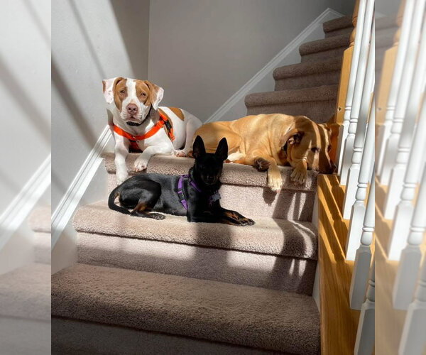 Medium Photo #2 Mutt Puppy For Sale in Oakhurst, NJ, USA