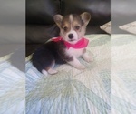 Small #7 Pembroke Welsh Corgi