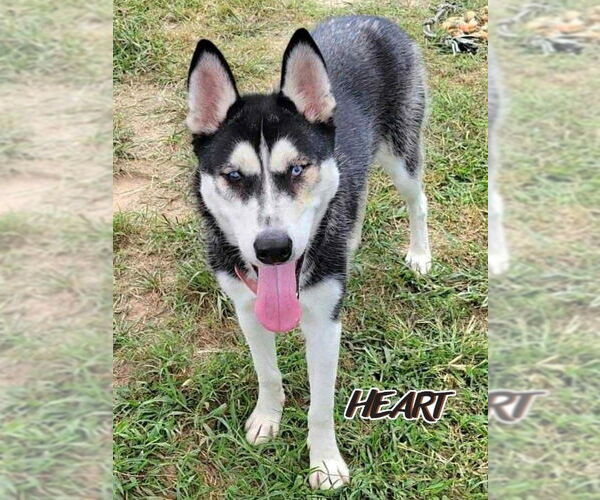 Medium Photo #1 Siberian Husky Puppy For Sale in Severn, MD, USA