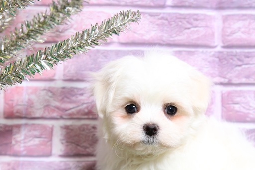 Medium Photo #7 Maltese Puppy For Sale in BEL AIR, MD, USA