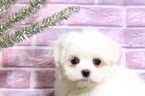 Small Photo #7 Maltese Puppy For Sale in BEL AIR, MD, USA
